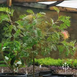 Grevillea Strawberry Pops -NatureNest Shop apo strawberry pops motherstock pot