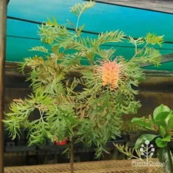 Grevillea Strawberry Pops -NatureNest Shop apo strawberry pops motherstock young