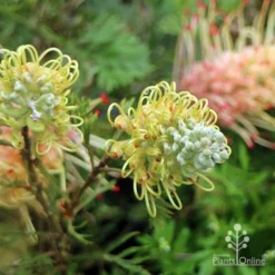 Grevillea Strawberry Sundae -NatureNest Shop apo strawberry sundae flowerbuds