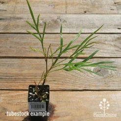 Grevillea Strawberry Sundae -NatureNest Shop apo strawberry sundae tubestock top