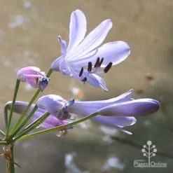 Agapanthus Streamline 23 Agapanthus Streamline -NatureNest Shop apo streamline backlit flower