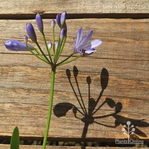 Agapanthus Streamline 13 Agapanthus Streamline - Image 13