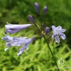 Agapanthus Streamline 24 Agapanthus Streamline -NatureNest Shop apo streamline november