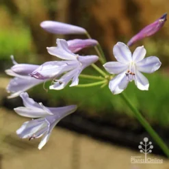 Agapanthus Streamline 20 Agapanthus Streamline -NatureNest Shop apo streamline november sun