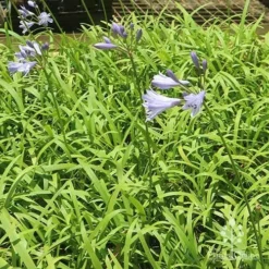 Agapanthus Streamline 29 Agapanthus Streamline -NatureNest Shop apo streamline plants