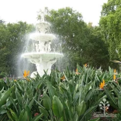 Strelitzia Reginae - Bird Of Paradise 12 Strelitzia Reginae - Bird Of Paradise -NatureNest Shop apo strelitzia carlton gardens
