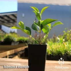 Acmena Sublime -NatureNest Shop apo sublime tubestock smaller