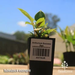 Anthurium Success Red -NatureNest Shop apo success red anthurium tubestock small