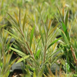 Callistemon Summer Days™ -NatureNest Shop apo summer days callistemon foliage