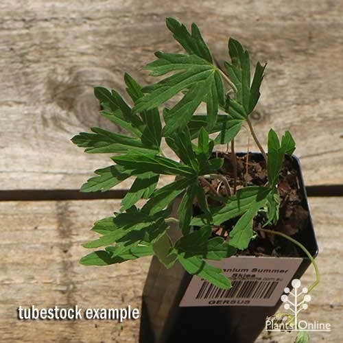 Geranium Summer Skies 2 Geranium Summer Skies - Image 2