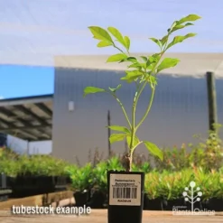 Radermachera Summerscent 5 Radermachera Summerscent -NatureNest Shop apo summerscent tubestock