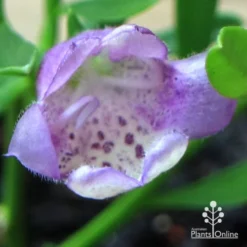 Eremophila Summertime Blue - Emu Bush -NatureNest Shop apo summertime blue eremophila flower macro