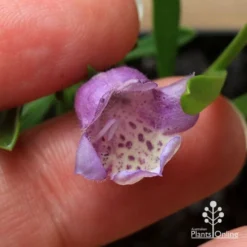 Eremophila Summertime Blue - Emu Bush -NatureNest Shop apo summertime blue eremophila flower size