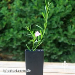 Eremophila Summertime Blue - Emu Bush -NatureNest Shop apo summertime blue eremophila tubestock