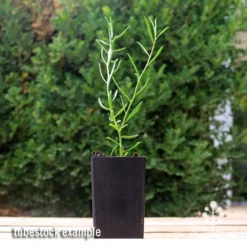 Eremophila Summertime Blue - Emu Bush -NatureNest Shop apo summertime blue eremophila tubestock2