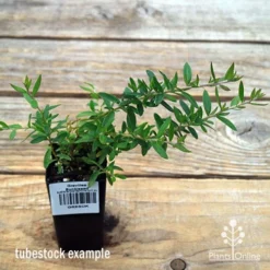 Grevillea Sunkissed 10 Grevillea Sunkissed -NatureNest Shop apo sunkissed tubestock