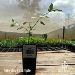 Blueberry Sunshine Blue -NatureNest Shop apo sunshine blue tubestock side