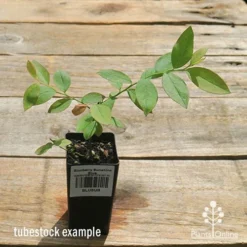 Blueberry Sunshine Blue -NatureNest Shop apo sunshine blue tubestock top