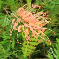Grevillea Superb -NatureNest Shop apo superb grevillea