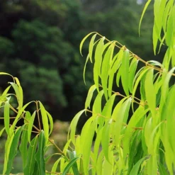 Waterhousea Sweeper - Weeping Lilly Pilly 13 Waterhousea Sweeper - Weeping Lilly Pilly -NatureNest Shop apo sweeper foliage