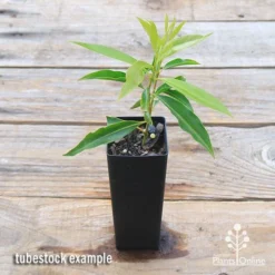 Waterhousea Sweeper - Weeping Lilly Pilly 14 Waterhousea Sweeper - Weeping Lilly Pilly -NatureNest Shop apo sweeper tubetock