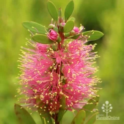 Callistemon Sweet Burst 20 Callistemon Sweet Burst -NatureNest Shop apo sweet burst callistemon flower
