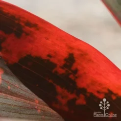 Cordyline Fruticosa Tangelo -NatureNest Shop apo tangelo closeup