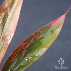 Cordyline Fruticosa Tangelo -NatureNest Shop apo tangelo leaf