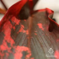 Cordyline Fruticosa Tangelo -NatureNest Shop apo tangelo leaf close