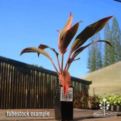 Cordyline Fruticosa Tangelo -NatureNest Shop apo tangelo tubestock blue sky