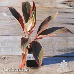 Cordyline Fruticosa Tangelo -NatureNest Shop apo tangelo tubestock top