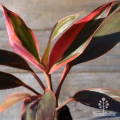 Cordyline Fruticosa Tangelo -NatureNest Shop apo tangelo tubestock2