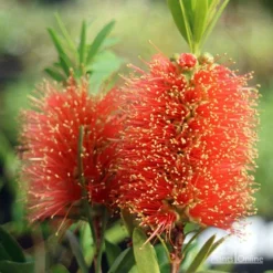 Callistemon Tangerine Dream -NatureNest Shop apo tangerine dream callistemon