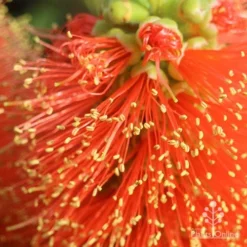 Callistemon Tangerine Dream -NatureNest Shop apo tangerine dream superclose