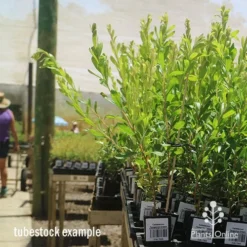 Callistemon Tangerine Dream -NatureNest Shop apo tangerine dream tall tubestocks