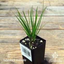 Lomandra Tanika -NatureNest Shop apo tanika tubestock