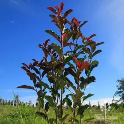 Photinia Thin Red -NatureNest Shop apo thin red habit blue sky