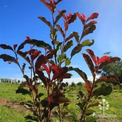 Photinia Thin Red -NatureNest Shop apo thin red nursery planting