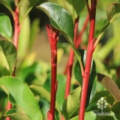 Photinia Thin Red -NatureNest Shop apo thin red red stems 2