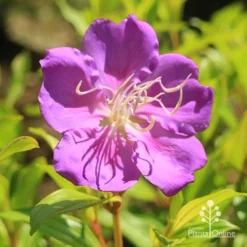 Tibouchina Allure 15 Tibouchina Allure -NatureNest Shop apo tibouchina allure flower2