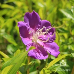 Tibouchina Allure 13 Tibouchina Allure -NatureNest Shop apo tibouchina allure flower 1