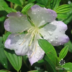 Tibouchina Chameleon 21 Tibouchina Chameleon -NatureNest Shop apo tibouchina chameleon flower