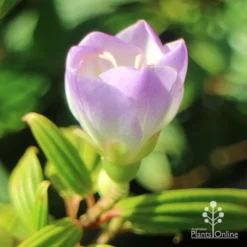 Tibouchina Illusion -NatureNest Shop apo tibouchina illusion bud