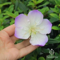 Tibouchina Illusion -NatureNest Shop apo tibouchina illusion flower size