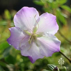 Tibouchina Illusion -NatureNest Shop apo tibouchina illusion rain