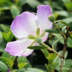 Tibouchina Illusion -NatureNest Shop apo tibouchina illusion reverse