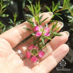 Leptospermum Tickled Pink 21 Leptospermum Tickled Pink -NatureNest Shop apo tickled pink flower size