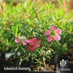 Leptospermum Tickled Pink 27 Leptospermum Tickled Pink -NatureNest Shop apo tickled pink tubestock 3 flowers 1