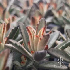 Kalanchoe Tomentosa – Panda Plant - Succulent -NatureNest Shop apo tomentosa chocolate