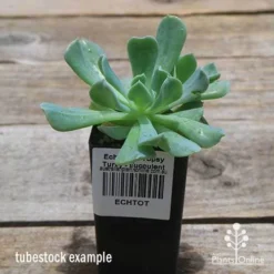 Echeveria Topsy Turvy - Succulent -NatureNest Shop apo topsy tubestock 2